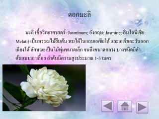 ดอกมะลิ
มะลิ (ชื่อวิทยำศำสตร์: Jasminum; อังกฤษ: Jasmine; อินโดนีเซีย:
Melati) เป็นพรรณไม้ยืนต้น พบได้ในแถบเอเชียใต้และเอเชียตะวันออก
เฉียงใต้ลักษณะเป็นไม้พุ่มขนำดเล็ก จนถึงขนำดกลำง บำงชนิดมีลำ
ต้นแบบเถำเลื้อย ลำต้นมีควำมสูงประมำณ 1-3 เมตร
 