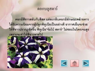 ดอกบลูสตำร์
ดอกมีสีขาวสลับกับสีสด แต่ละกลีบดอกมีลักษณะคล้ายดาว
ได้รับความนิยมจากผู้ปลูกพิทูเนียเป็นอย่างดี อากาศเย็นจะช่วย
ให้สีขาวปรากฎชัดขึ้น พิทูเนีย"จัมโบ้ สตาร์" ไม่ชอบไนโตรเจนสูง
เพราะจะทาให้สีขาวหายไป
 