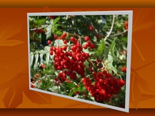 Моя країна - Україна