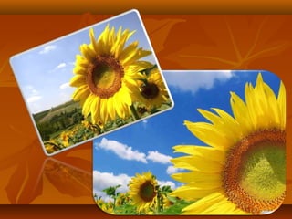 Моя країна - Україна