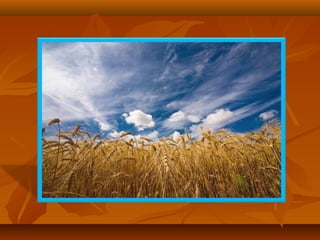 Моя країна - Україна