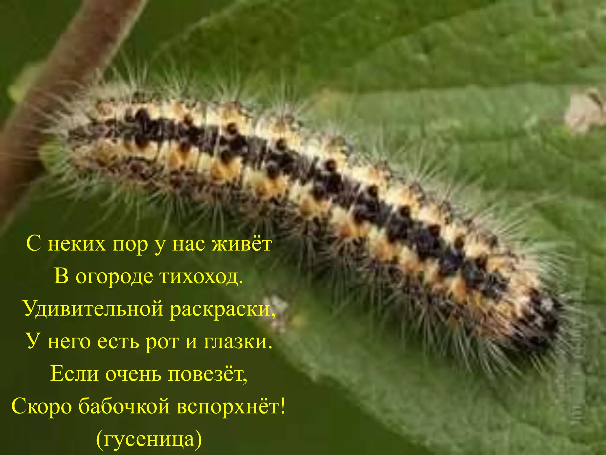 С неких пор у нас живёт
В огороде тихоход.
Удивительной раскраски,
У него есть рот и глазки.
Если очень повезёт,
Скоро бабочкой вспорхнёт!
(гусеница)
 