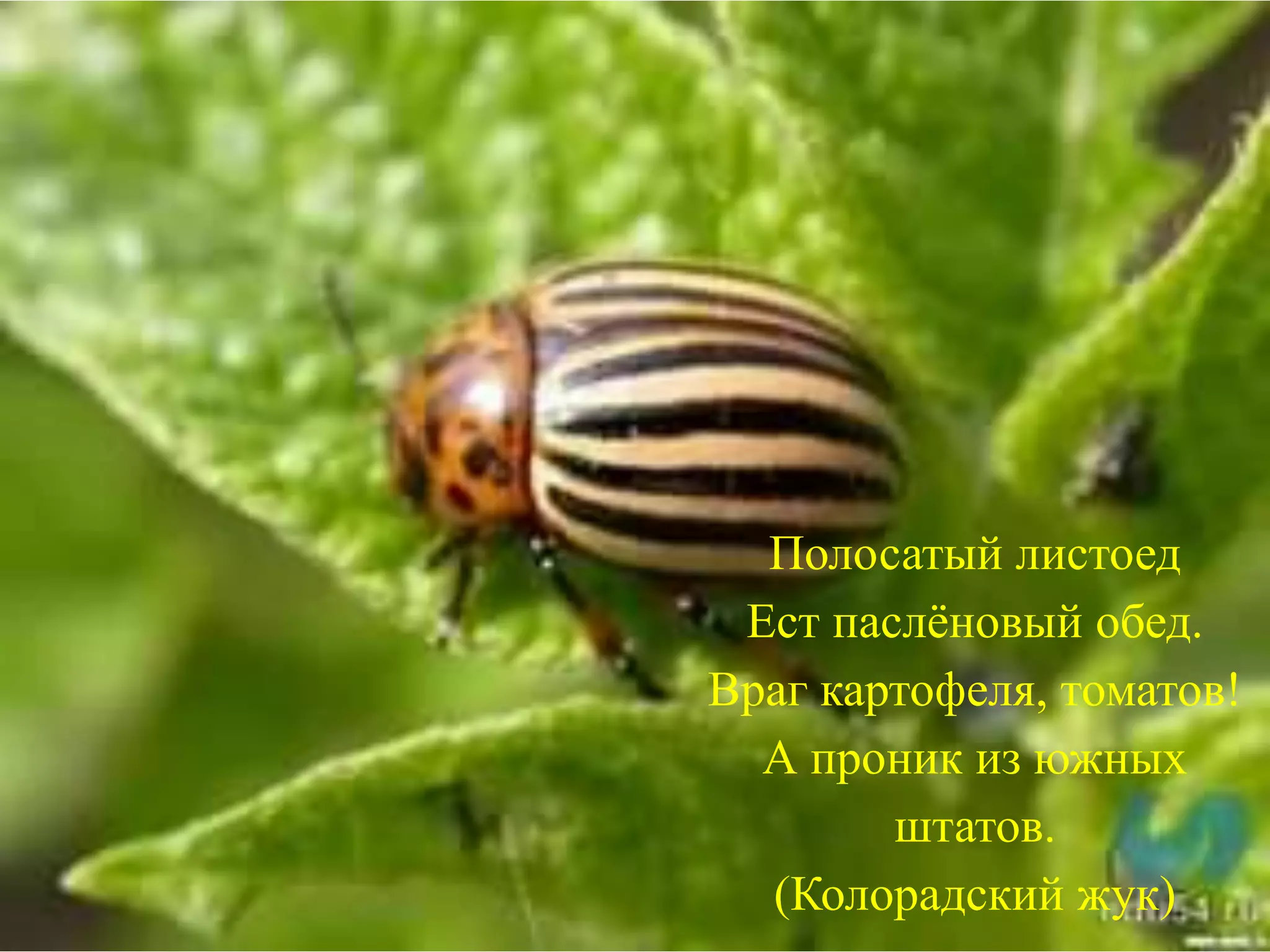 Полосатый листоед
Ест паслёновый обед.
Враг картофеля, томатов!
А проник из южных
штатов.
(Колорадский жук)
 