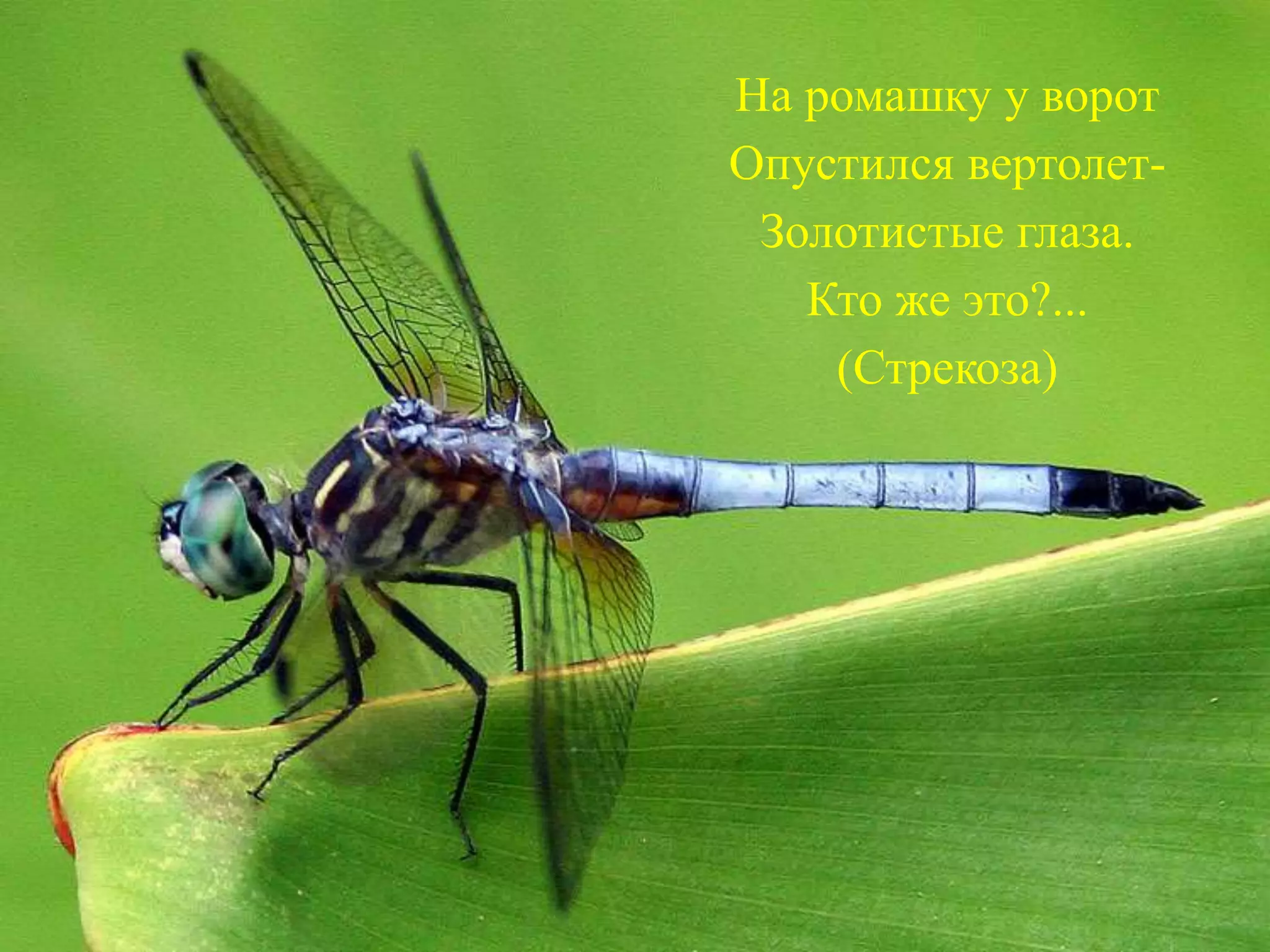 На ромашку у ворот
Опустился вертолет-
Золотистые глаза.
Кто же это?...
(Стрекоза)
 