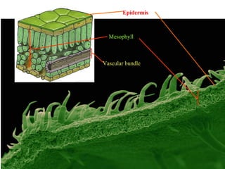 Epidermis
Mesophyll
Vascular bundle
 