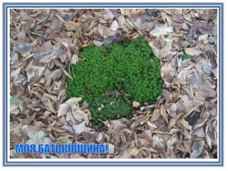 в європу з україною в серці