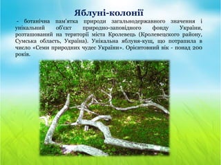 Яблуні-колонії
- ботанічна пам'ятка природи загальнодержавного значення і
унікальний об'єкт природно-заповідного фонду України,
розташований на території міста Кролевець (Кролевецского району,
Сумська область, Україна). Унікальна яблуня-кущ, що потрапила в
число «Семи природних чудес України». Орієнтовний вік - понад 200
років.
 