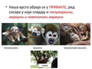 • Наша врста убраја се у ПРИМАТЕ, ред
сисара у који спадају и полумајмуни,
мајмуни и човеколики мајмуни
ПОЛУМАЈМУН МАЈМУН ЧОВЕКОЛИКИ МАЈМУН
ЧОВЕК
 