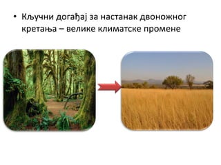 • Кључни догађај за настанак двоножног
кретања – велике климатске промене
 