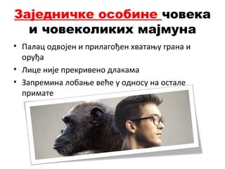 Заједничке особине човека
и човеколиких мајмуна
• Палац одвојен и прилагођен хватању грана и
оруђа
• Лице није прекривено длакама
• Запремина лобање веће у односу на остале
примате
 