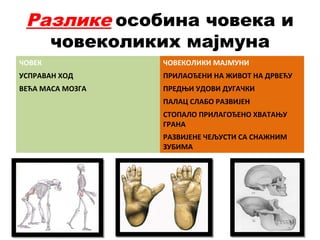 Разлике особина човека и
човеколиких мајмуна
ЧОВЕК ЧОВЕКОЛИКИ МАЈМУНИ
УСПРАВАН ХОД ПРИЛАОЂЕНИ НА ЖИВОТ НА ДРВЕЋУ
ВЕЋА МАСА МОЗГА ПРЕДЊИ УДОВИ ДУГАЧКИ
ПАЛАЦ СЛАБО РАЗВИЈЕН
СТОПАЛО ПРИЛАГОЂЕНО ХВАТАЊУ
ГРАНА
РАЗВИЈЕНЕ ЧЕЉУСТИ СА СНАЖНИМ
ЗУБИМА
 