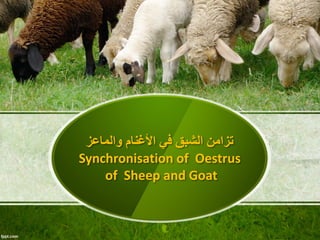 ‫األغنام‬ ‫في‬ ‫الشبق‬ ‫تزامن‬‫والماعز‬
Synchronisation of Oestrus
of Sheep and Goat
 