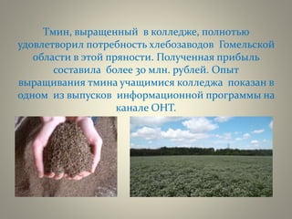 Тмин, выращенный в колледже, полнотью
удовлетворил потребность хлебозаводов Гомельской
области в этой пряности. Полученная прибыль
составила более 30 млн. рублей. Опыт
выращивания тмина учащимися колледжа показан в
одном из выпусков информационной программы на
канале ОНТ.
 