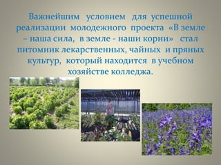 Важнейшим условием для успешной
реализации молодежного проекта «В земле
– наша сила, в земле - наши корни» стал
питомник лекарственных, чайных и пряных
культур, который находится в учебном
хозяйстве колледжа.
 