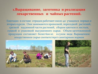 1.Выращивание, заготовка и реализация
лекарственных и чайных растений.
Ежегодно в составе отрядов работают около 40 учащихся первых и
вторых курсов. Они занимаются прополкой, пересадкой растений,
срезкой надземной части растений, сбором цветков и листьев,
сушкой и упаковкой высушенного сырья. Объем заготовленной
продукции составляет более 600 кг. в сухом виде. Выращенное
лекарственное сырье соответствует санитарным нормам
 
