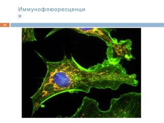 Иммунофлюоресценци
я
26
 