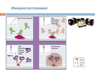28
Иммуногистохимия
 