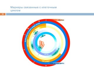 35
Маркеры связанные с клеточным
циклом
 