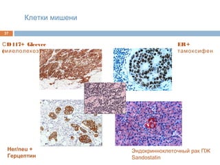 Клетки мишени
37
СD117+ Gleevec
( )миелолекоз
Her/neu +
Герцептин
Эндокринноклеточный рак ПЖ
Sandostatin
ER+
тамоксифен
 