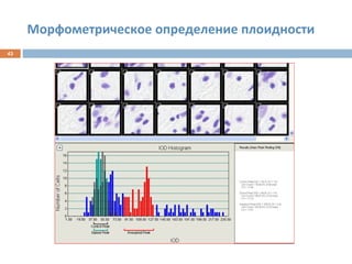 Морфометрическое определение плоидности
43
 