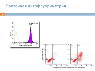 Проточная цитофлуориметрия
44
 