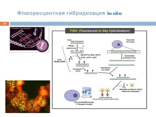 Флюоресцентная гибридизация in situ
45
 