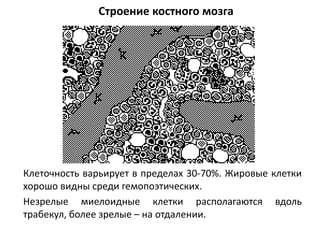 Строение костного мозга
Клеточность варьирует в пределах 30-70%. Жировые клетки
хорошо видны среди гемопоэтических.
Незрелые миелоидные клетки располагаются вдоль
трабекул, более зрелые – на отдалении.
 