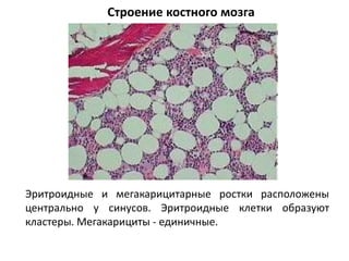 Строение костного мозга
Эритроидные и мегакарицитарные ростки расположены
центрально у синусов. Эритроидные клетки образуют
кластеры. Мегакарициты - единичные.
 