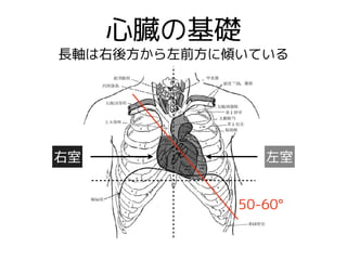 心臓の基礎
50-60°
左室右室
長軸は右後方から左前方に傾いている
 