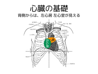 心臓の基礎
背側からは、左心房 左心室が見える
左心房
右心房
 