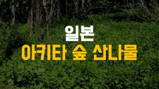 일본
아키타 숲 산나물
 