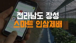 전라남도 장성
스마트 인삼제배
 