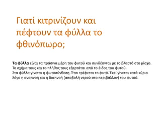 Γιατί κιτρινίζουν και
πέφτουν τα φύλλα το
φθινόπӬο;
Τα φύλλα είναι τα πράσινα μέρη του φυτού και συνδέονται με το βλαστό στο μίσχο.
Το σχήμα τους και το πλήθος τους εξαρτάται από το έιδος του φυτού.
Στα φύλλα γίνεται η φωτοσύνθεση. Έτσι τρέφεται το φυτό. Έκεί γίνεται κατά κύριο
λόγο η αναπνοή και η διαπνοή (αποβολή νερού στο περιβάλλον) του φυτού.
 
