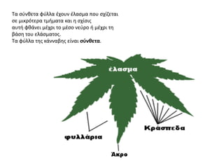 Τα σύνθετα φύλλα έχουν έλασµα που σχίζεται
σε µικρότερα τµήµατα και η σχίσις
αυτή φθάνει µέχρι το µέσο νεύρο ή µέχρι τη
βάση του ελάσµατος.
Τα φύλλα της κάνναβης είναι σύνθετα.
 