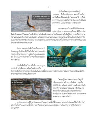 3
เป็นเรื่องที่หลายๆคนอาจจะยังไม่รู้
“แซลมอน” คือชื่อสามัญของปลาทะเลที่ว่ายเข้าสู่
แม่น้าเพื่อวางไข่ และคาว่า “แซลมอน” มีรากศัพท์
มาจากภาษาละติน นั่นคือคาว่า Salmon ซึ่งมีต้นตอ
มาจากคาว่า Salire หมายถึง “การกระโดด”
ปลาแซลมอน เป็นปลาที่มีวิถีชีวิตอันแสน
แปลก เนื่องจากปลาแซลมอนเป็นปลาที่มีถิ่นกาเนิด
ในน้าจืด แต่จะใช้ชีวิตและเจริญเติบโตในน้าเค็ม มีพฤติกรรมการดารงชีวิตและการสืบพันธุ์ต่างจากปลาทั่วไป เพราะ
ปลาแซลมอนอาศัยอยู่ในน้าเค็มเป็นหลัก แต่ในฤดูวางไข่ปลาแซลมอนจะว่ายทวนกระแสน้าไปเพื่อผสมพันธุ์ในน้าจืด
ไม่ว่าสายน้าจะเชี่ยวกรากขนาดไหน ปลาแซลมอนก็ไม่ย่อท้อ ว่ายทวนกระแสน้าเพื่อกลับไปวางไข่ให้สาเร็จจนได้ และ
โดยเฉพาะพื้นทื่ๆมีออกซิเจนสูงๆ
เมื่อปลาแซลมอนโตเต็มวัยจนถึงเวลาวางไข่
ก็จะอพยพกลับไปวางไข่ที่ถิ่นกาเนิด โดยการตามกลิ่น
ของสายน้าในความทรงจา เหมือนกับพ่อและแม่ของ
มัน ซึ่งถือเป็นการเดินทางครั้งสาคัญครั้งเดียวของชีวิต
ปลาแซลมอน
ปลาตัวเต็มวัยได้รับการชักนาจากปรากฏการ
บนท้องฟ้าเช่น มีดวงดาวเป็นเครื่องนาทางหรือ
ทิศทางหรือตาแหน่งของดวงอาทิตย์เป็นต้นในกรณีนี้ปลาแซลมอนจะมีความสามารถในการจับเวลาเสมือนหนึ่งเป็น
นาฬิกาชีวภาพ ดังที่พบในสิ่งมีชีวิตอื่นๆ
ใครจะรู้ว่าปลาแซลมอนจะวางใหญ่ได้
ปริมาณเยอะขนาดนี้ การวางไข่ทีละ 2,000 ถึง
10,000 ฟอง แล้วแต่สายพันธุ์ ไข่จะฟักออกเป็นตัว
ภายหลังวางไข่เป็นเวลาประมาณ 3-4 เดือน ด้วย
สาเหตุนี้ปลาแซลมอนจึงมีการสืบพันธุ์ได้อย่าง
รวดเร็ว เราคงจินตการไม่ออกเลยล่ะ ว่าแซลมอนจะ
หมดหายไปจากทะเลเมื่อไร
ลูกปลาแซลมอนจะใช้เวลาส่วนมากอยู่บริเวณปากแม่น้าที่น้าจืดและน้าเค็มต่อกัน ในขณะที่มันกาลังปรับตัว
เข้าสู่น้าเค็ม บริเวณปากแม่น้านี้มีความสาคัญต่อปลาแซลมอนมากเนื่องจากว่าเป็นแหล่งอาหารที่สาคัญต่อการ
เจริญเติบโต
 