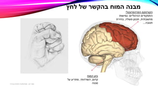 ‫הקורטקס‬‫הפרהפרונטלי‬
‫הניהוליים‬ ‫התפקודים‬:‫גמישות‬
‫מחשבתית‬,‫פעולה‬ ‫תכנון‬,‫בחירת‬
‫תגובה‬...
‫המוח‬ ‫גזע‬
‫קדום‬,‫השרדותי‬,‫על‬ ‫מתריע‬
‫סכנה‬
‫לחץ‬ ‫של‬ ‫בהקשר‬ ‫המוח‬ ‫מבנה‬
‫דגן‬ ‫תמר‬-‫בכירה‬ ‫חינוכית‬ ‫פסיכולוגית‬
 