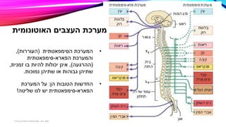 ‫האוטונומית‬ ‫העצבים‬ ‫מערכת‬
•‫המערכת‬‫הסימפאטתית‬(‫העוררות‬),
‫והמערכת‬‫הפארא‬-‫סימפאטתית‬
(‫ההרגעה‬),‫יכולות‬ ‫אינן‬‫זמנית‬ ‫בו‬ ‫להיות‬,
‫גבוהות‬ ‫שתיהן‬‫או‬‫נמוכות‬ ‫שתיהן‬.
•‫הן‬ ‫הטובות‬ ‫החדשות‬:‫המערכת‬ ‫על‬
‫הפארא‬-‫סימפאטתית‬‫לנו‬ ‫יש‬‫שליטה‬!
‫דגן‬ ‫תמר‬-‫בכירה‬ ‫חינוכית‬ ‫פסיכולוגית‬
 