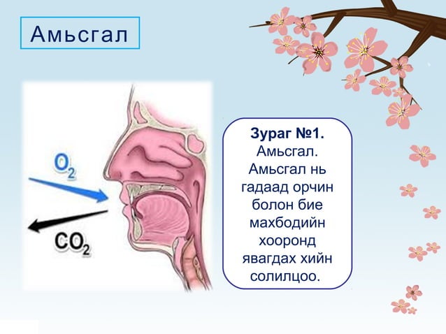 Амьсгал | PPT