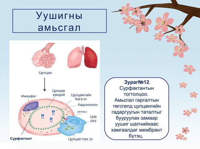 Амьсгал | PPT