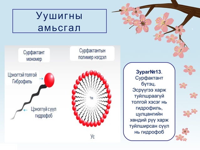 Амьсгал | PPT