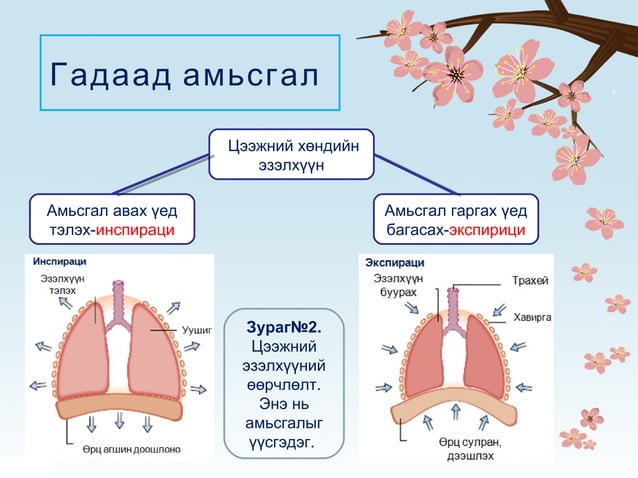 Амьсгал | PPT