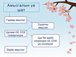 Амьсгалын үе
шат
Гадаад амьсгал
Уушигны
амьсгал
Цусаар О2, СО2
тээвэрлэгдэх
Цус ба эдийн
хоорондох о2, СО2-
ын солилцоо
Эдийн амьсгал
 