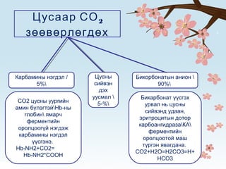 Цусаар СО2
зөөвөрлөгдөх
Цусны
сийвэн
дэх
уусмал 
5-%
Бикорбонатын анион 
90%
Карбамины нэгдэл /
5%
СО2 цусны уургийн
амин бүлэгтэйHb-ны
глобин ямарч
ферментийн
оролцоогүй нэгдэж
карбамины нэгдэл
үүсгэнэ.
Hb-NH2+CO2=
Hb-NH2*COOH
Бикарбонат үүсгэх
урвал нь цусны
сийвэнд удаан,
эритроцитын дотор
карбоангидразаКА
ферментийн
оролцоотой маш
түргэн явагдана.
СО2+Н2О=Н2СО3=Н+
НСО3
 