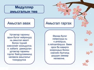 Медулляр
амьсгалын төв
Амьсгал авах Амьсгал гаргах
Уртавтар тархины
арын бүлэг нейронууд
нь амьсгал авалт
болон түүний
хэмнэлийг зохицуулна.
n. solitaris дамжуулан
уртавтар тархины
торлог байгууламжинд
нөлөөлж амьсгалыг
тохиуруулна
Өмнөд бүлэг
нейронууд нь
n.ambiquus,
n.retroambiquus бөөм
орох ба хавирга
хоорондын болон
хэвлийн булчинд
уруудах замаар
нөлөөлнө.
 