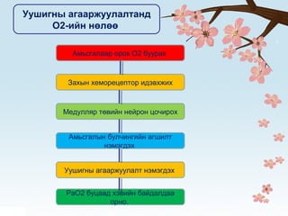 Уушигны агааржуулалтанд
О2-ийн нөлөө
Амьсгалаар орох О2 буурах
Захын хеморецептор идэвхжих
Медулляр төвийн нейрон цочирох
Амьсгалын булчингийн агшилт
нэмэгдэх
Уушигны агааржуулалт нэмэгдэх
РаО2 буцаад хэвийн байдалдаа
орно.
 