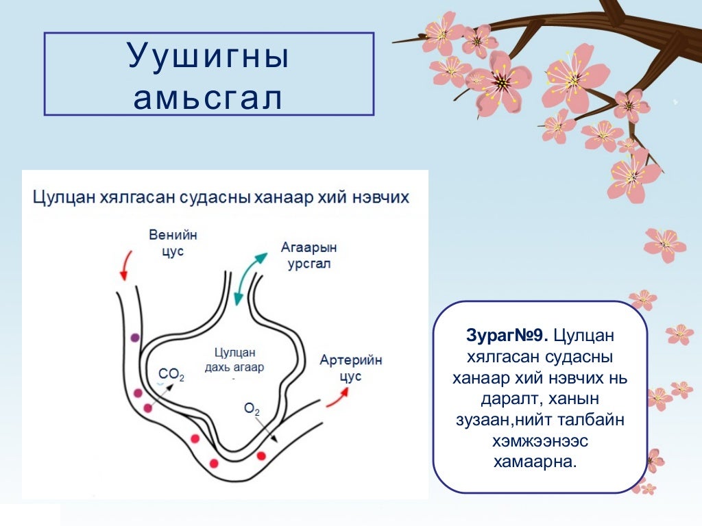 Амьсгал