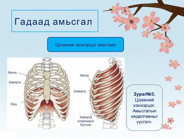 Амьсгал