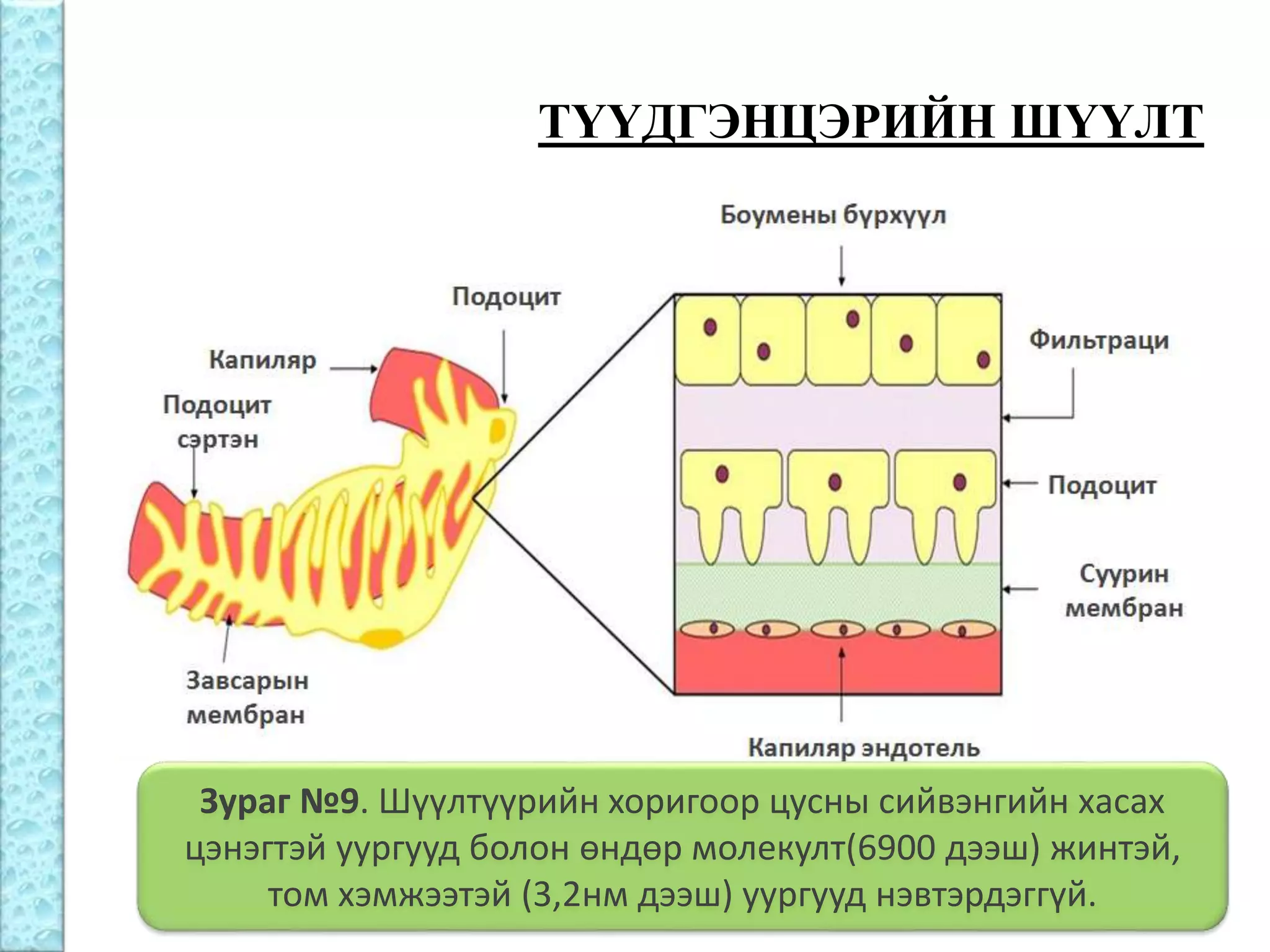 Бөөрний физиологи | PPT