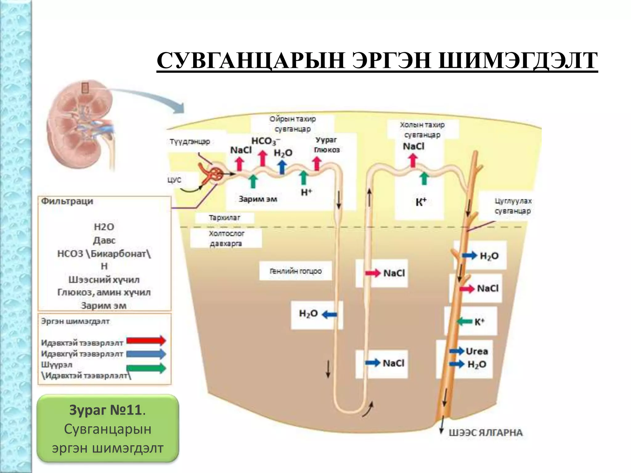 Бөөрний физиологи | PPT
