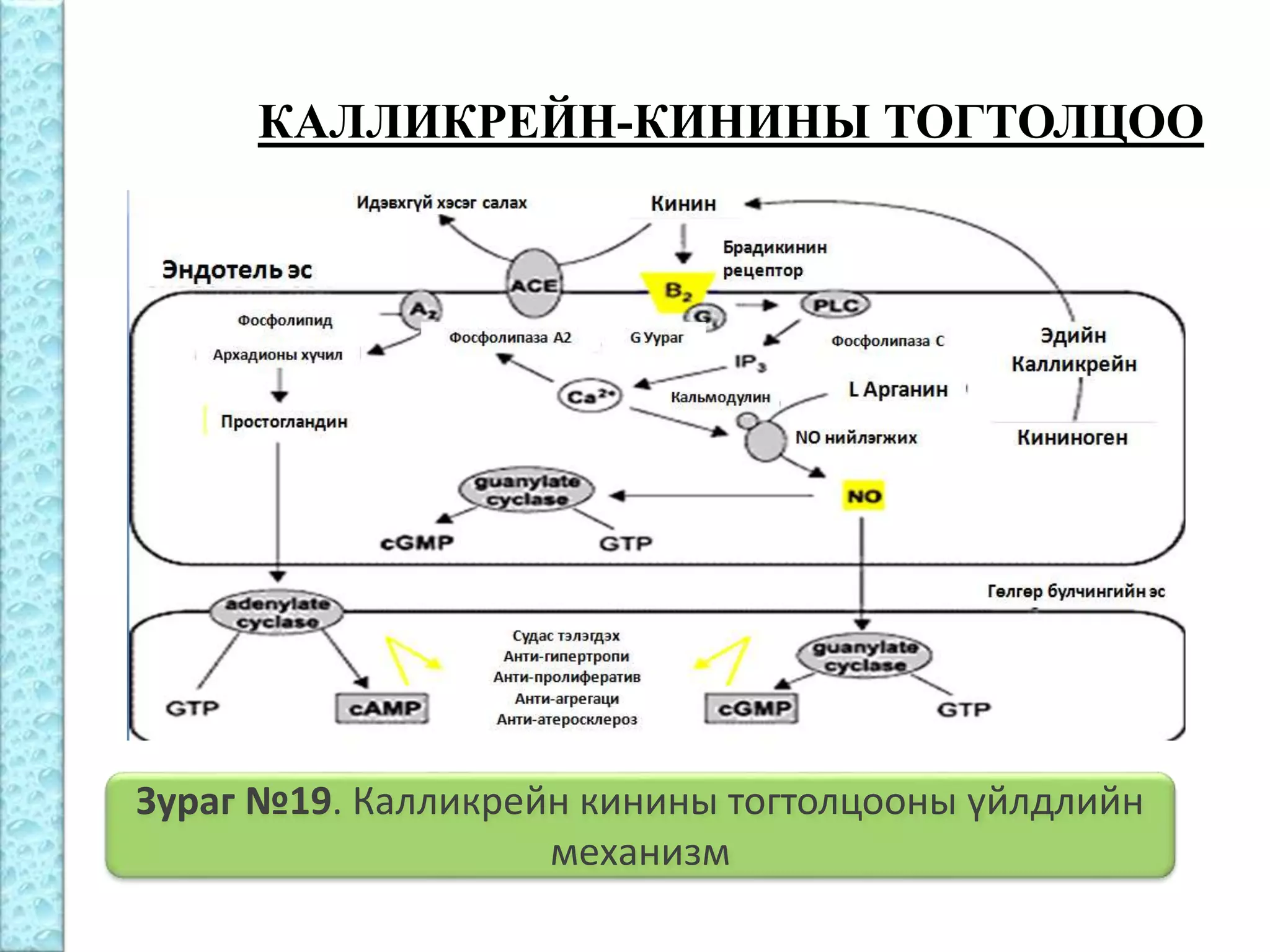 Бөөрний физиологи | PPT